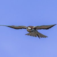 щурки :: юрий макаров щурки :: юрий макаров