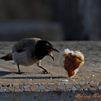 Бог послал :: Аркадий Басович