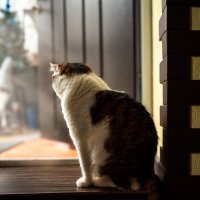 Кот :: Павел Спиваков 