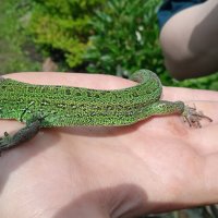 фотосессия :: Елена Шаламова