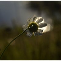 День уходит :: Aleksandr Gal