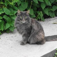 Братья наши меньшие :: Рита Симонова