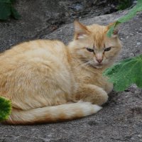 Братья наши меньшие :: Рита Симонова