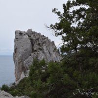 Природа Крыма :: Amazing Cosmea