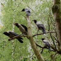 Семья :: kolyeretka 