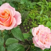 ,,, :: Сергей Тимоновский ,,, :: Сергей Тимоновский