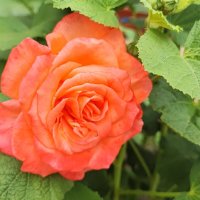 ,,, :: Сергей Тимоновский