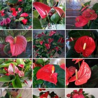 Коллаж из моих фотографий :: Светлана Хращевская