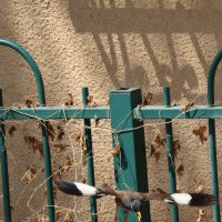 Индейский скворецОбыкнове́нная ма́йна, или саранчо́вый скворе́ц, — вид птиц семейства скворцовых. :: Аркадий Басович