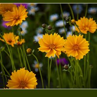 Летняя зарисовка :: Владимир Кроливец