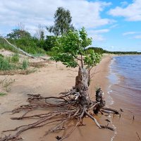 Возрождение. :: Лия ☼