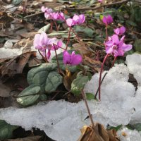 В лесу :: Валерий 