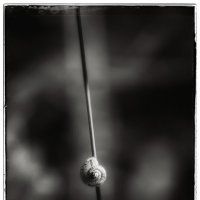 И все они - создания природы. :: Вадим Басов