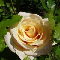 Июльская роза :: Лидия Бусурина Июльская роза :: Лидия Бусурина