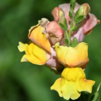 Львиный зев :: Татьяна Евдокимова