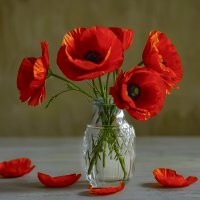 маки :: Aleksey Afonin маки :: Aleksey Afonin