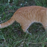 Охотник. :: сергей ермошкин Охотник. :: сергей ермошкин