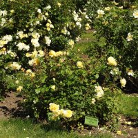 французский парк в Рундале :: ИННА ПОРОХОВА