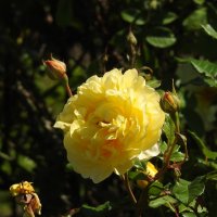 французский парк в Рундале :: ИННА ПОРОХОВА