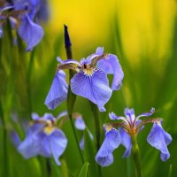 Голубые ирисы :: Евгений Слободской