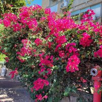 Первая прогулка летом! :: Светлана Хращевская