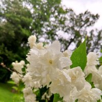 Чубушник :: Сапсан 