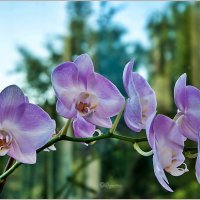 Про орхидеи... :: Aquarius - Сергей