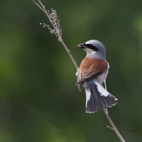 Жулан с добычей :: Светлана Григорьева Жулан с добычей :: Светлана Григорьева