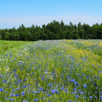 Васильки в хлебном поле. :: Милешкин Владимир Алексеевич 