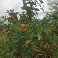 Краснеет волчья ягодка. :: Андрей Хлопонин