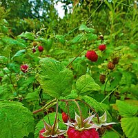 Июль..В малиннике на Оленьем острове! :: Владимир 