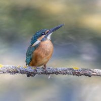 зимородок. :: юрий макаров