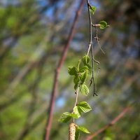 Первые листья :: Роман Савоцкий