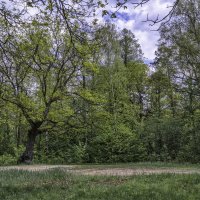 Дуб :: Сергей Цветков