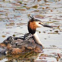 Чомга с птенцами :: Лина 