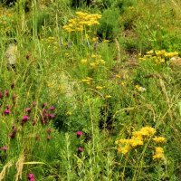 Лето пахнет травами душистыми. :: Татьяна Помогалова