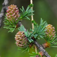 Лиственница :: Константин Анисимов Лиственница :: Константин Анисимов