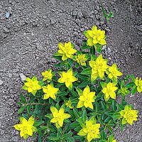 Цветы. :: Владимир Драгунский