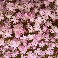 Цветы. :: Владимир Драгунский Цветы. :: Владимир Драгунский