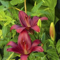 Лилии в нашем палисаде :: Валентин Семчишин