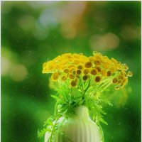 ПИЖМА... :: Elvira E. 