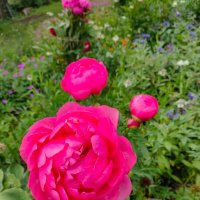 В Ботаническом саду Петрозаводска :: Ирэн В Ботаническом саду Петрозаводска :: Ирэн