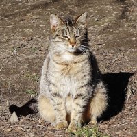 Братья наши меньшие :: Рита Симонова