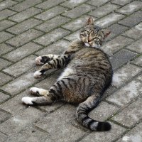 "Хамелеон" :: Рита Симонова "Хамелеон" :: Рита Симонова