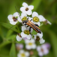 На цветке :: Александр Ковальчук