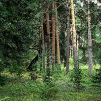Сосны в усадьбе,,, :: Анатолий Колосов Сосны в усадьбе,,, :: Анатолий Колосов