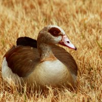 Египетский гусь :: Юрий. Шмаков Египетский гусь :: Юрий. Шмаков