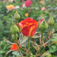 ,,, :: Сергей Тимоновский