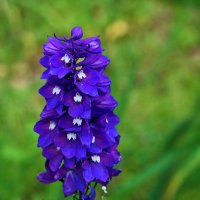 Дельфиниум :: Светлана 
