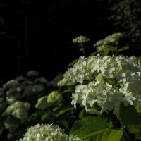 ***** :: юрий поляков ***** :: юрий поляков